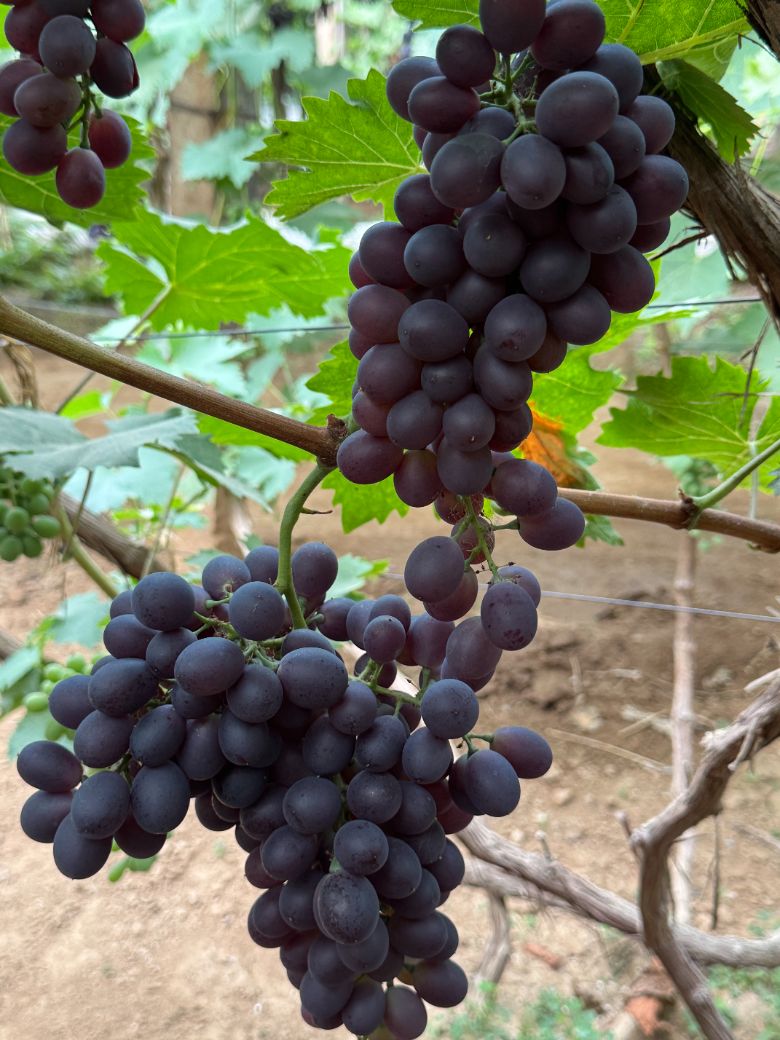 hɫr(nng)I(y)ѷNֲl(f)չr{(dio)С@ˇƼWԺʲôСl(xing)`