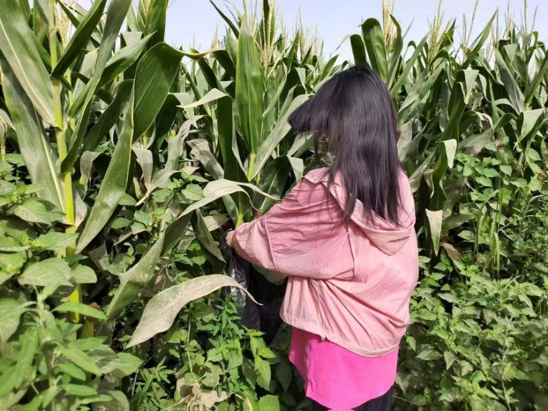 p̼(q)(dng)GɫD(zhun) ½r(nng)eOͶNֲI(y)ԴȾ