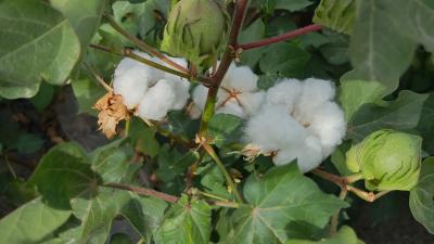 t{(dio)ЈFǰ½ͥr(nng){(dio)