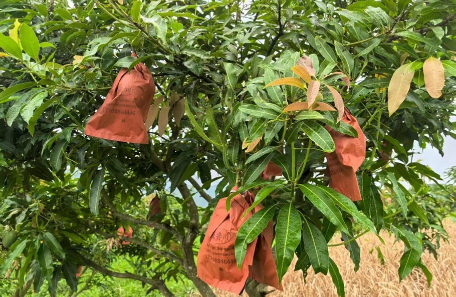 ѭEâl(xing)B(ti){(dio)ОPLl(xing)d®