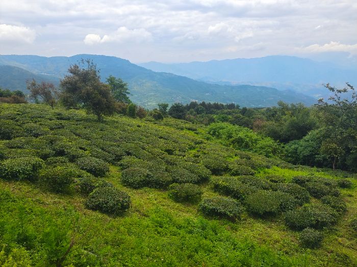 pؿhɫa(chn)I(y)xl(xing)dɽںϼh(jng)